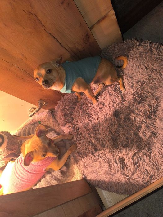 Продавам женски кученца, порода чихупинчер