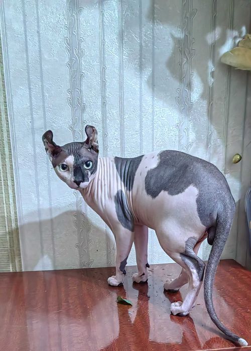 Сфинкс эльф вязка