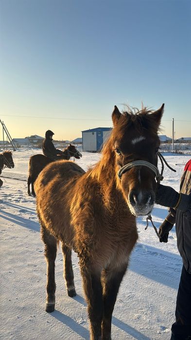 Жабагылар сатамын