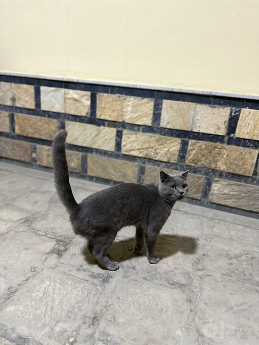 Blue, British Shorthair