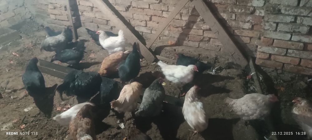 Продаються домашнии куры и 1 петух всех сразу