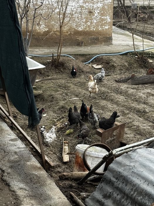 Yapin tovuq va xoroz