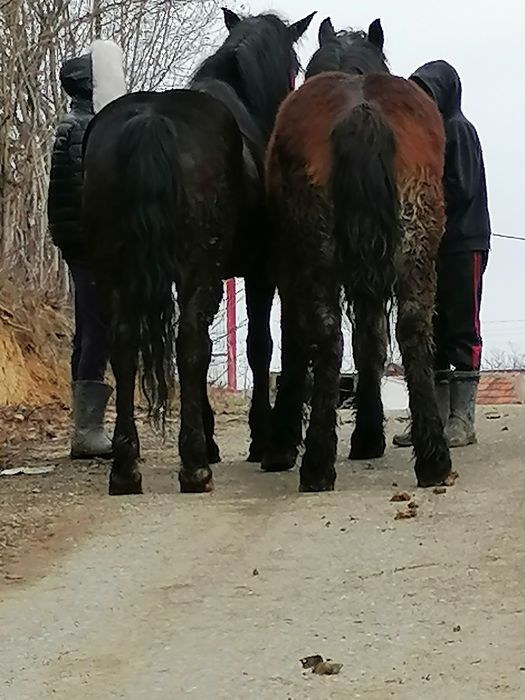 Vând sau schimb o manza de 4 ani și una de  un an și 2 luni