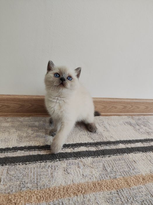 Шотландский котёнок.