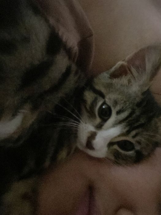 Котенок 5месяцев ищет дом