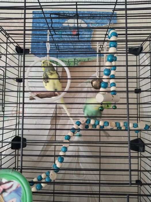 продам двух попугаев с клеткой