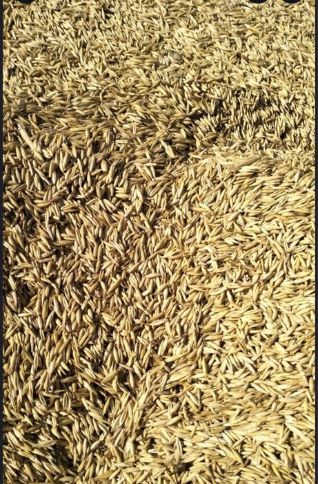 Ovăz, grau , orz , triticale, recolta 2025