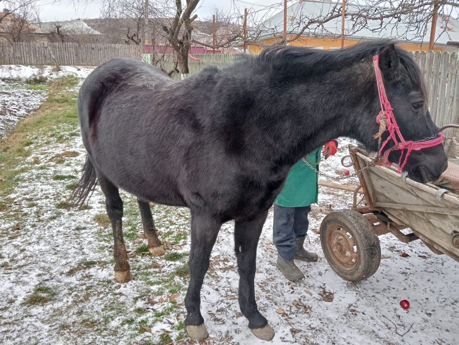 Vând iapa  cu tot cu căruța
