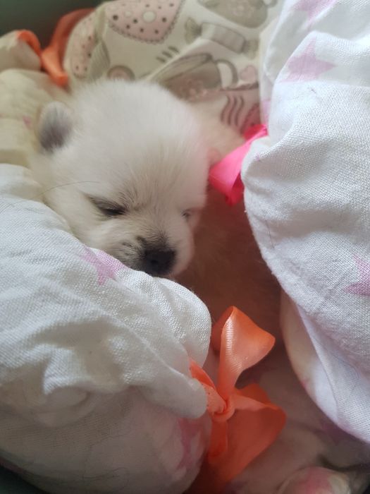 Предлагаю к продаже щенки померанского шпица