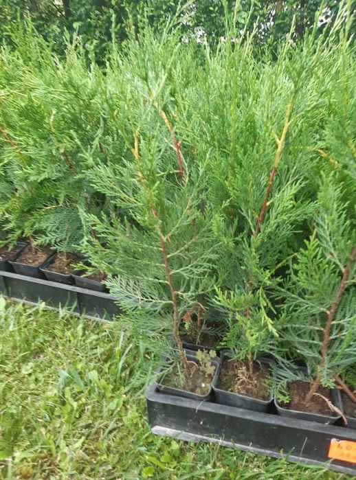 Leylandi ciparos,tuia-gard viu 30-120cm  nu e fir subtirel