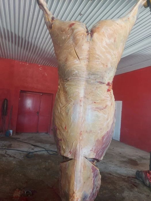 Жылқы Семіз ту биелер