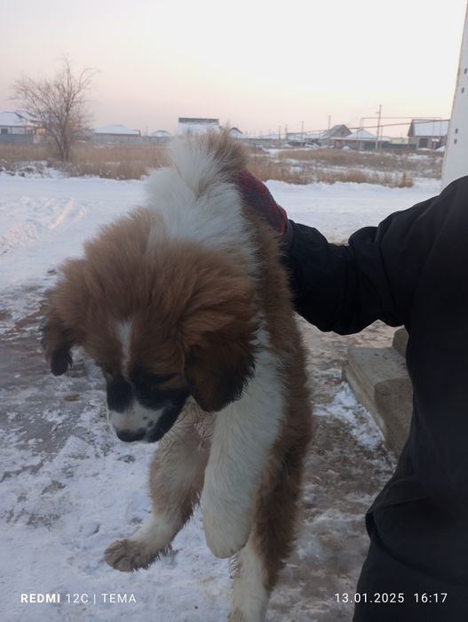 Кавказская овчарка