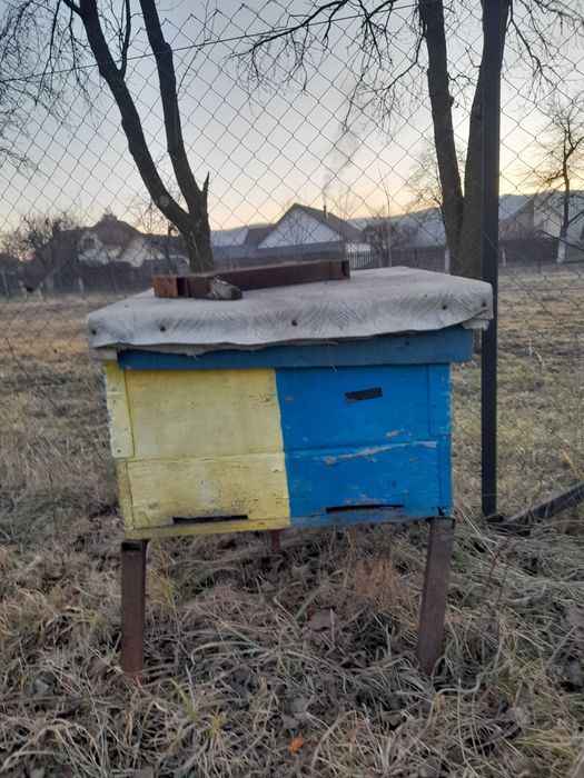 Lăzi stupi pentru albine - 100 lei/buc