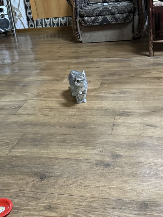 Продам котёнка девочку