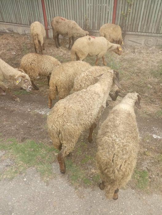 Vând Cârlani mari grași și frumoși
