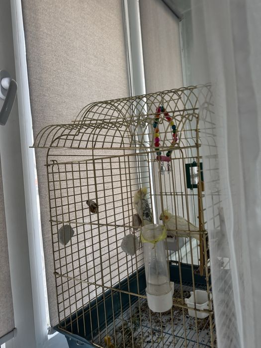 Продам  попугаев