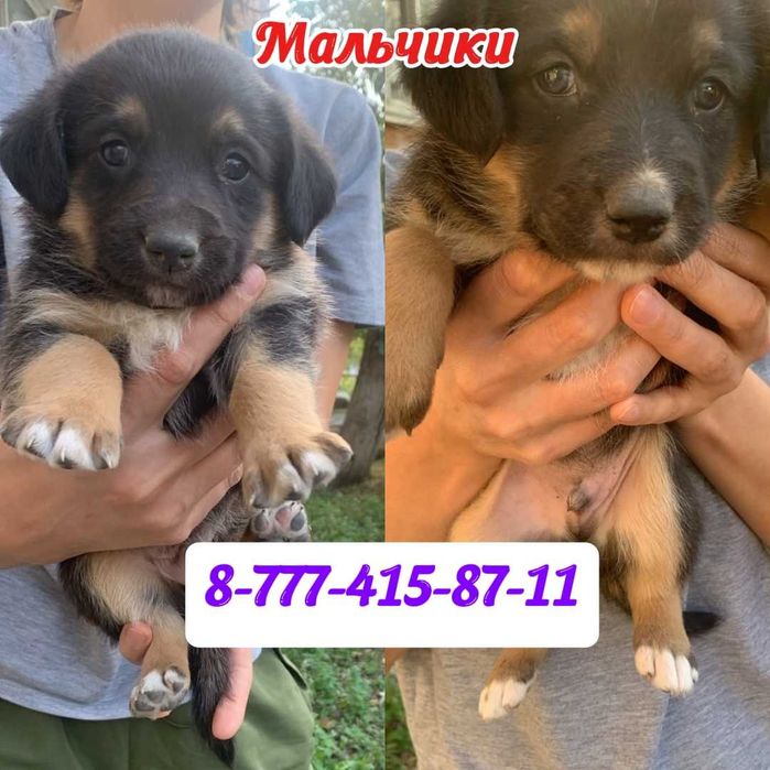 Щенята девочки и мальчики