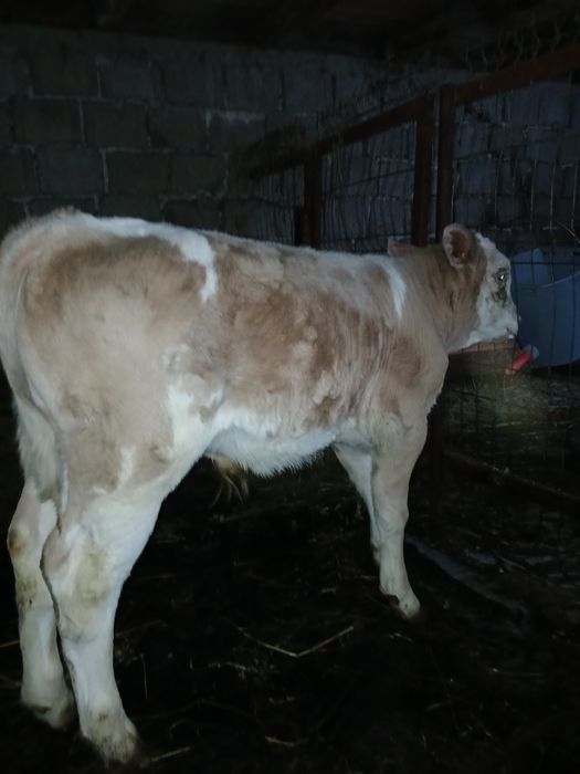 Vând tauras baltata romaneasca