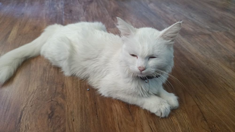 Котята 1.5 месяца бесплатно