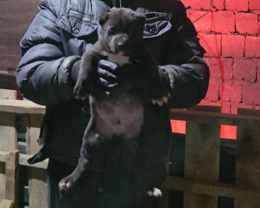 Продаются щенки банзая(118кг)