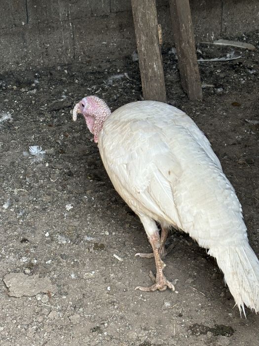 Продам индюшинные яйца( для инкубации)