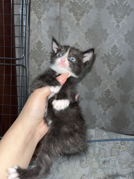 котенок 1 месяц