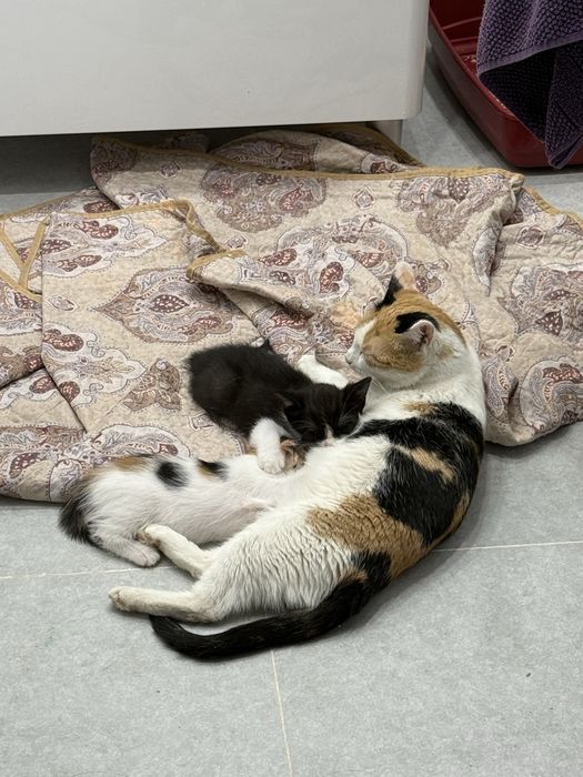 Отдам котят в добрые руки