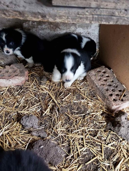 Малки кученца Бордър Коли чистокръвни
