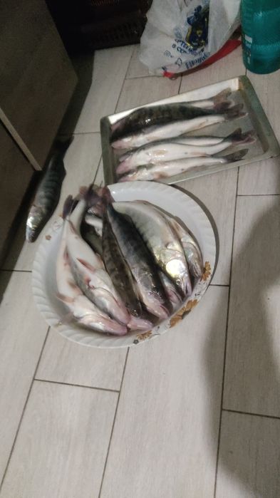 судак свежий свежий