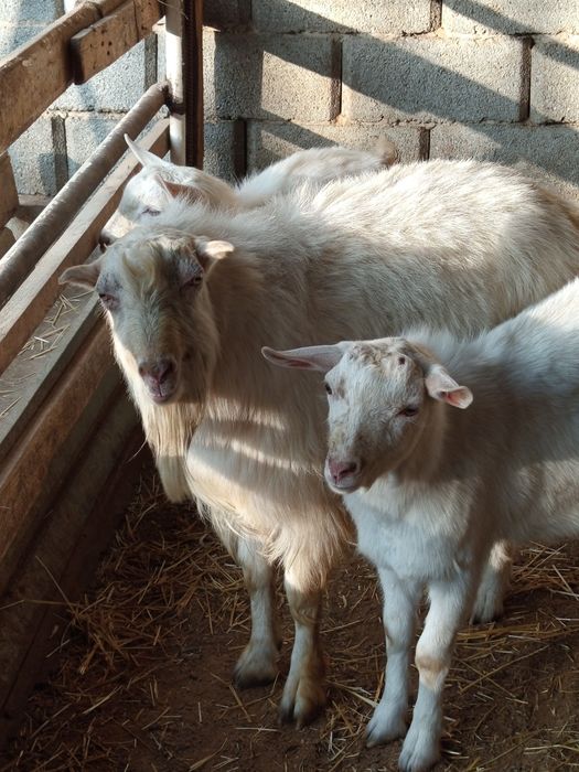 Ешкі шібіш Теке сатылады