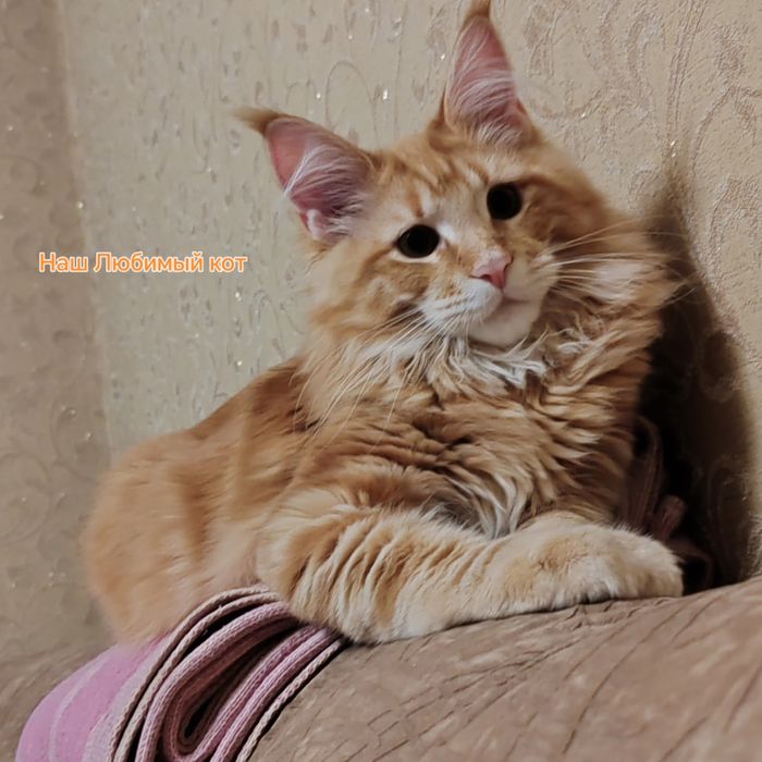 Вязка Мейн Кун красный