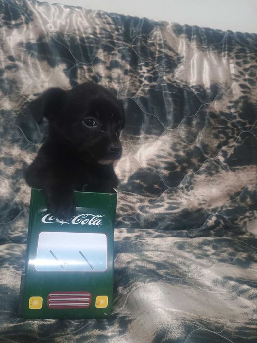 Свободни чухопинчери