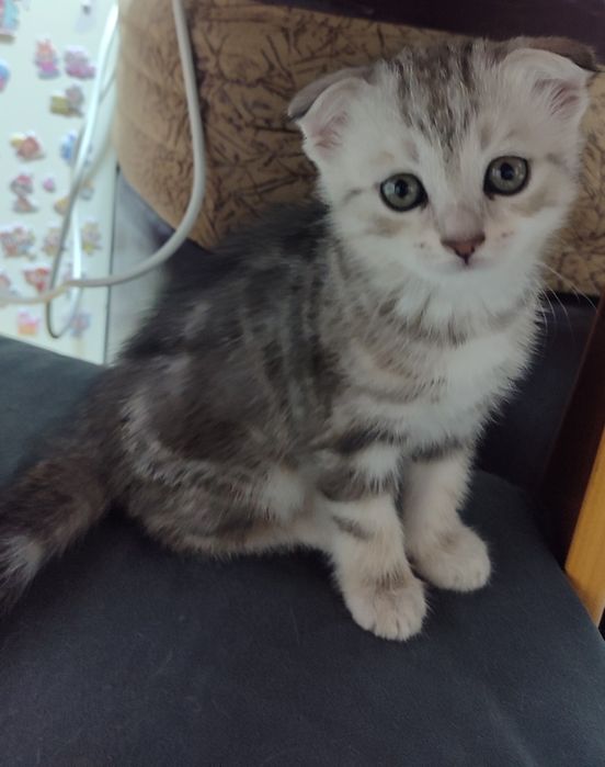 Продам котенка скотиш фолд
