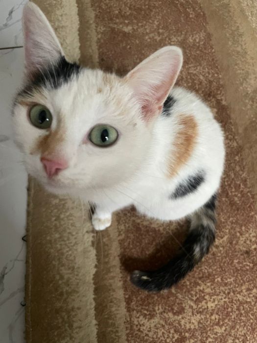 Кошки Мысықтар