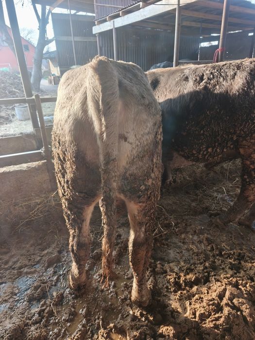 Продам бычков с откорма