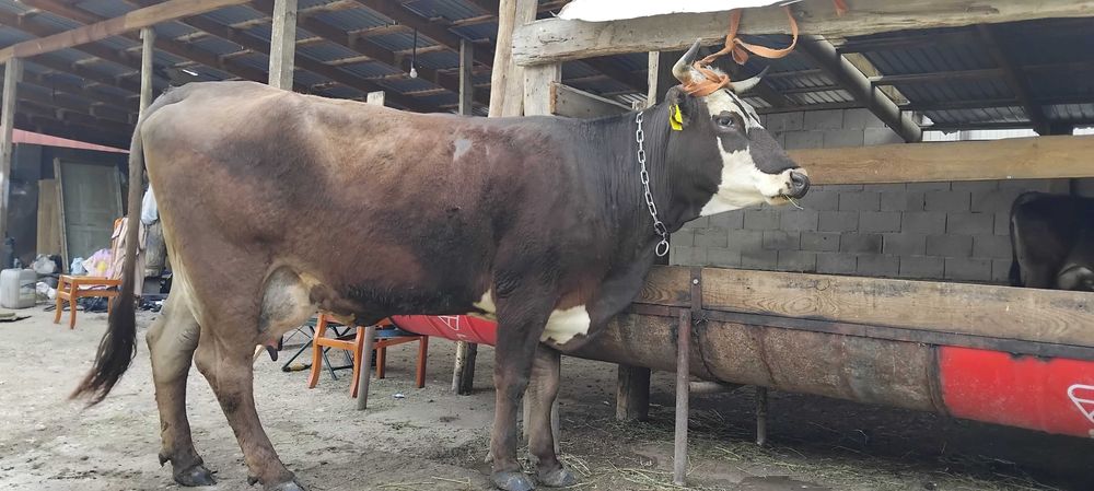 Продам коров с телятами