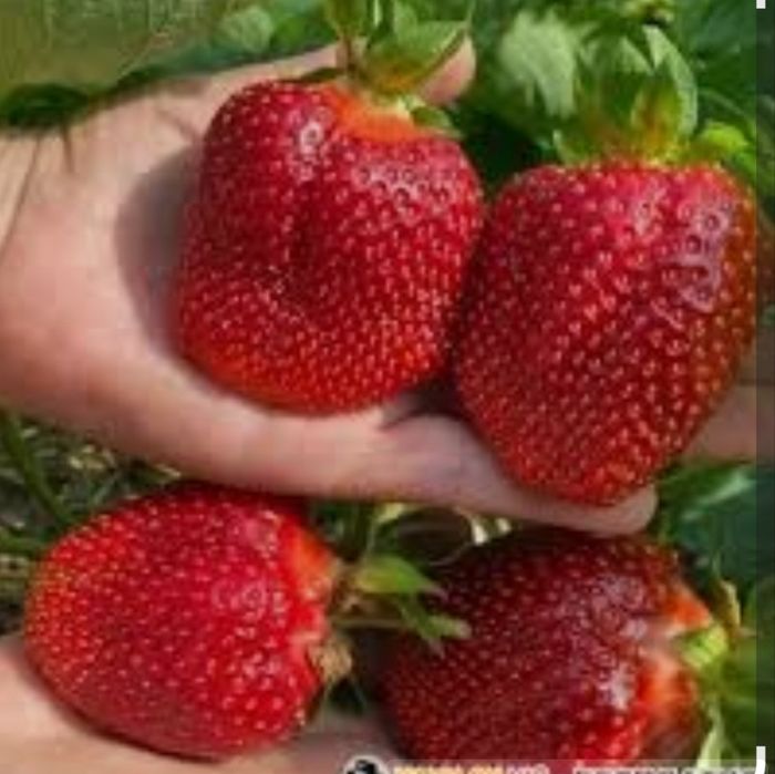 Саженцы клубники