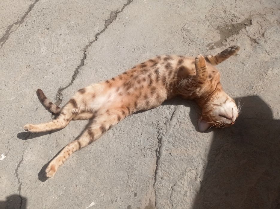 Bengal toza zot kichkina emas katta