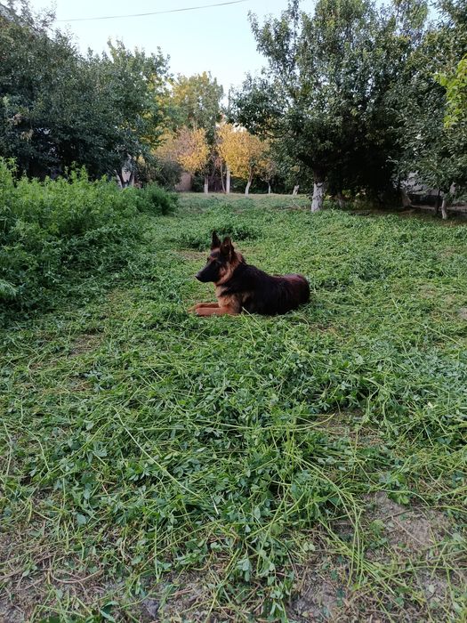 Продаётца собака авчарка