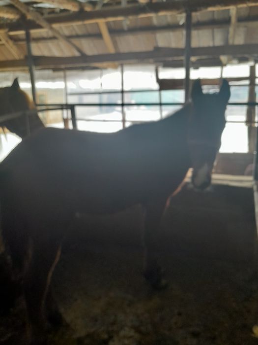 Тайлар сатылады.ст.Тулкибаста