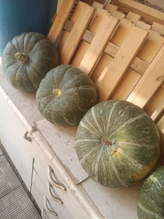 Продам тыквы большие
