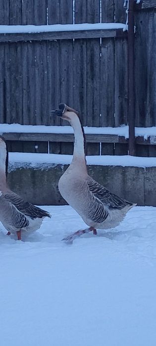 Gascan chinezesc castaniu 2024, gaste chinezesti