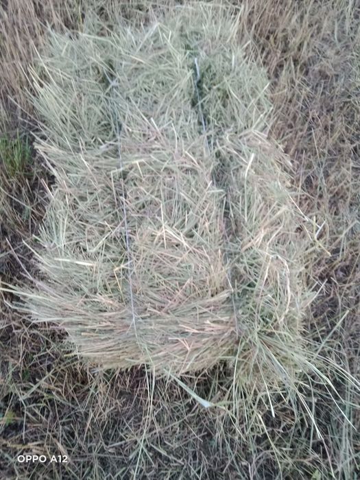 Сено разнотравье Талгар