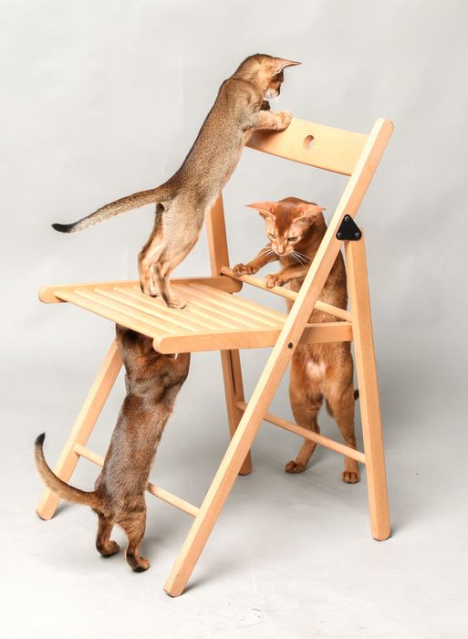 Абиссинские котята