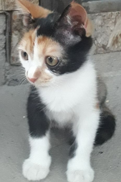 Отдам котят в хорошие руки