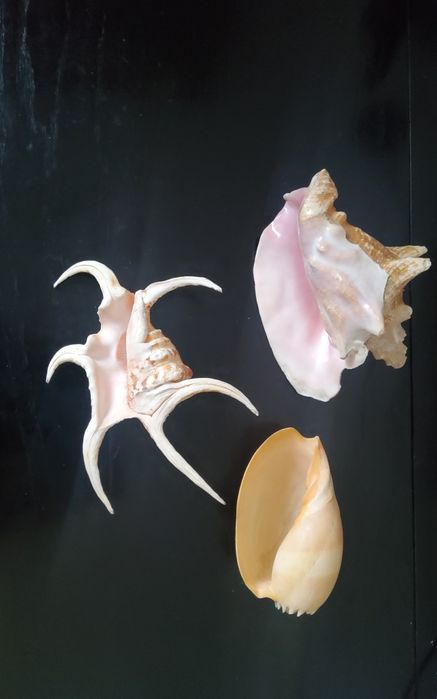 Cochilii mari de scoici