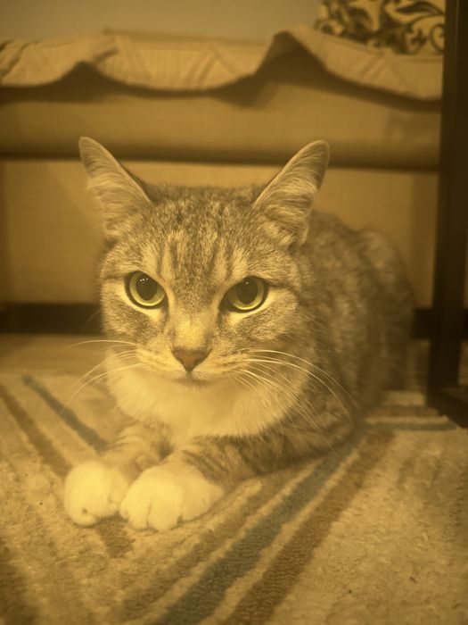 Кот в добрые руки