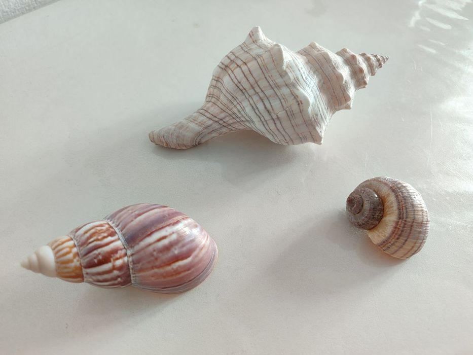 Ракушки для аквариума
