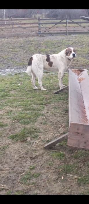 Vând berbecii brezi