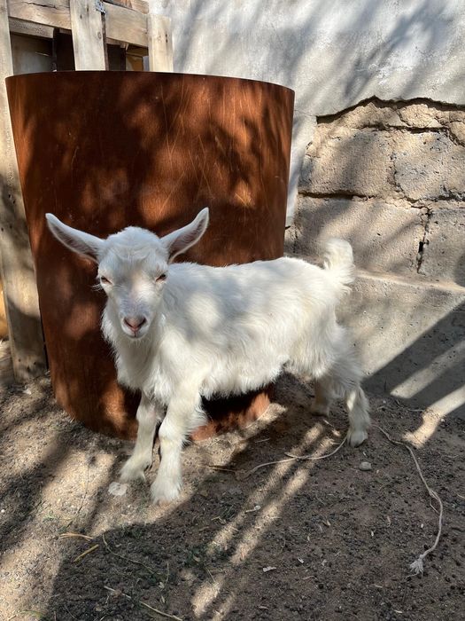 Орыс ешкі сатылады